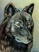 Dark Wolf